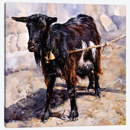 Das Goat Canvas Print #HNC5} by John Hancock Canvas Artwork