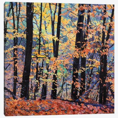 Elm Trees In The Fall Canvas Print #HNC6} by John Hancock Canvas Artwork