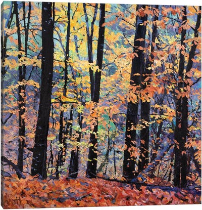 Elm Trees In The Fall Canvas Art Print - John Hancock