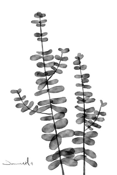 Black & White Florals: Silver Dollar by Dan Hobday