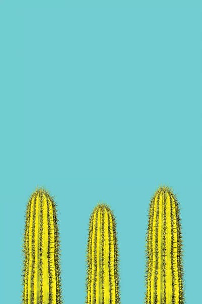 Cacti: Aqua Cacti by Honeymoon Hotel