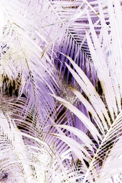 Jungle (Bleached) by Honeymoon Hotel canvas print