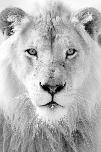 King by Honeymoon Hotel framed canvas print