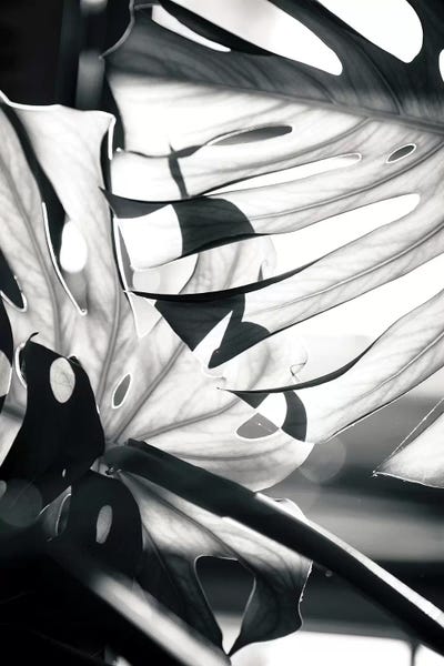 Pineapples: Mono Leaves by Honeymoon Hotel