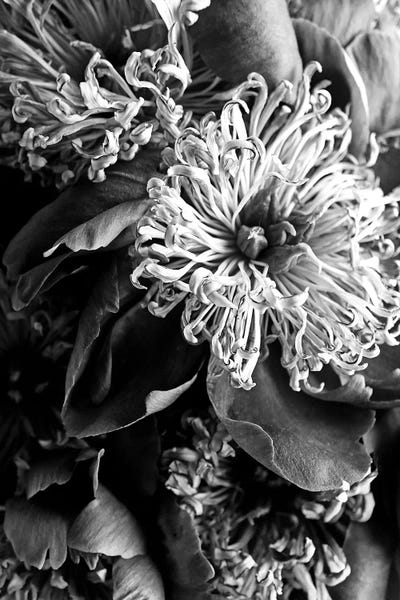 Peonies: Moody Peonies by Honeymoon Hotel
