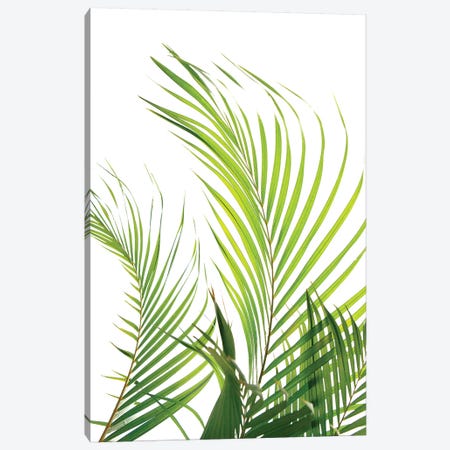 Palm Fronds Canvas Print #HON193} by Honeymoon Hotel Canvas Art