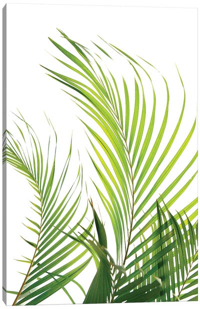 Palm Fronds Canvas Art Print - Honeymoon Hotel