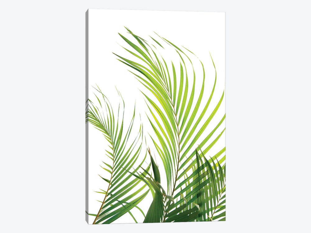Palm Fronds by Honeymoon Hotel 1-piece Canvas Art Print