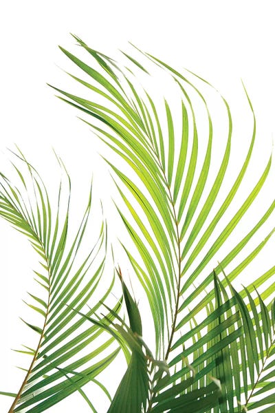 Honeymoon Hotel: Palm Fronds by Honeymoon Hotel