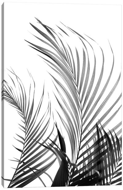 Palm Fronds (Black & White) Canvas Art Print
