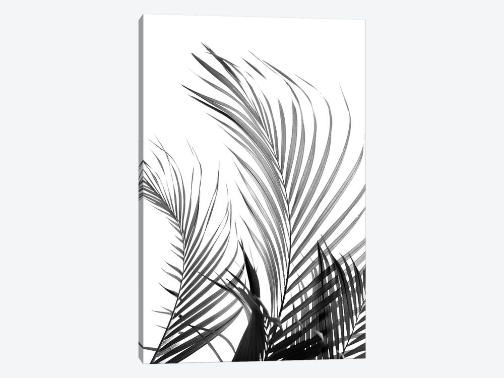 Palm Fronds (Black & White) by Honeymoon Hotel 1-piece Canvas Artwork