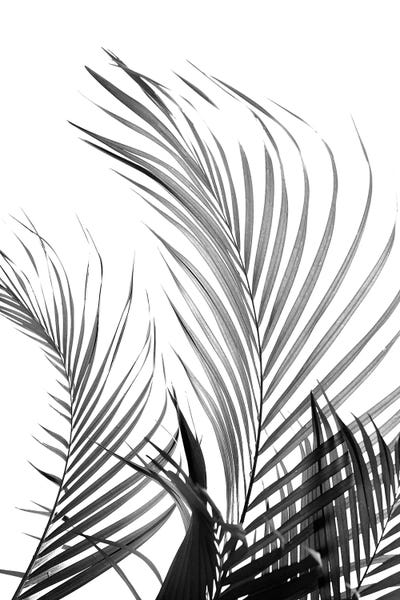 Tropical Leaves: Palm Fronds (Black & White) by Honeymoon Hotel