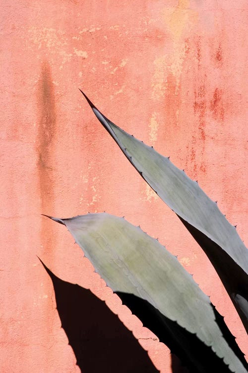 Peach Cactus by Honeymoon Hotel wall art