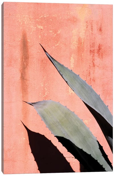 Peach Cactus Canvas Art Print - Close-up