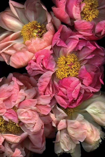 Macro Photography: Pressed And Pretty by Honeymoon Hotel