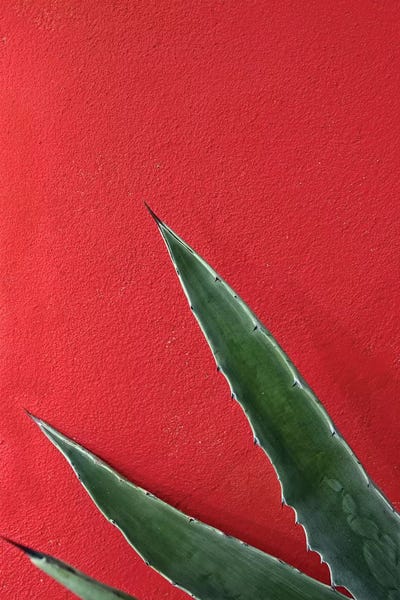 Succulents: Ruby Agave by Honeymoon Hotel