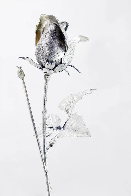 Saturn's Rose by Honeymoon Hotel wall art