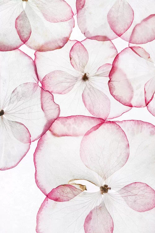 The Petals by Honeymoon Hotel wall art