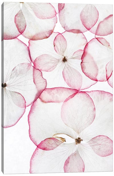 The Petals Canvas Art Print - Honeymoon Hotel