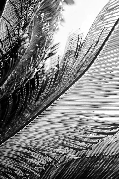 Tropical by Honeymoon Hotel wall art