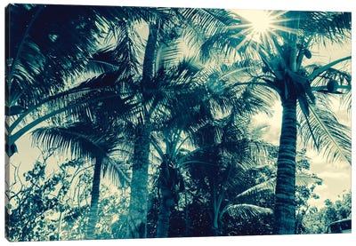Coconut Palms Canvas Art Print - Honeymoon Hotel