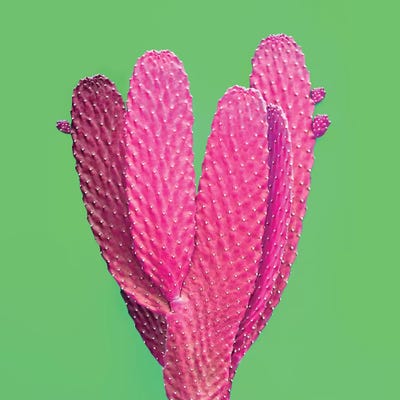 Green Glow Cacti by Honeymoon Hotel canvas print