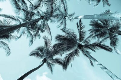 Pastel Palm by Honeymoon Hotel acrylic art print