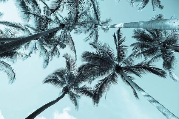 Honeymoon Hotel: Pastel Palm by Honeymoon Hotel