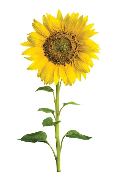 Sunflowers: Sun Chaser by Honeymoon Hotel