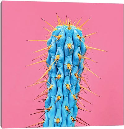 Ultraviot Cactus Canvas Art Print - Honeymoon Hotel
