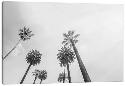 8 Palms Canvas Art Print - Black & White Photography