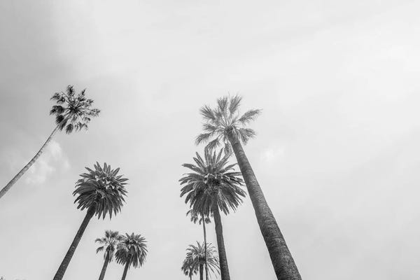 Large Photography - Canvas Prints: 8 Palms by Honeymoon Hotel