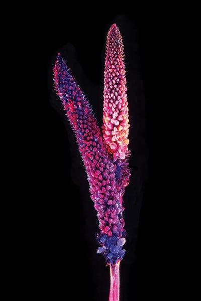 Neon I by Honeymoon Hotel canvas print