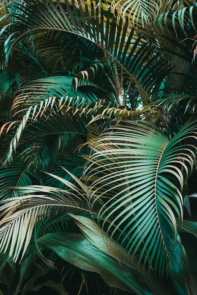 Pineapples: Camo by Honeymoon Hotel