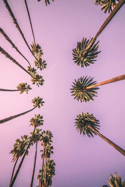 Palm Boulevard by Honeymoon Hotel canvas print