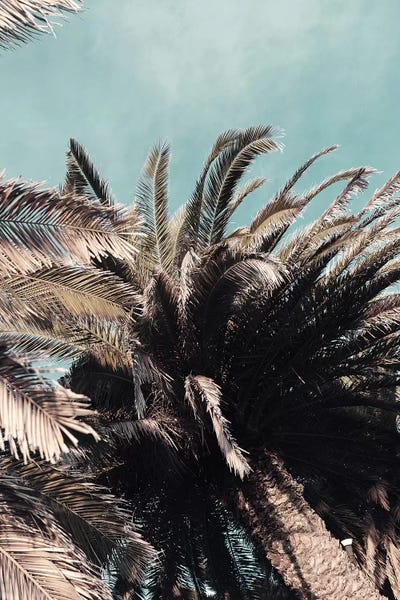 Tree Close-Ups: Treetops by Honeymoon Hotel