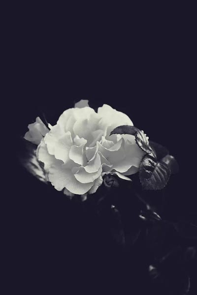 Dutch Rose by Honeymoon Hotel acrylic art print