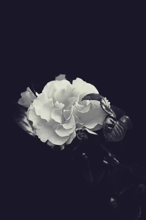 Dutch Rose by Honeymoon Hotel wall art