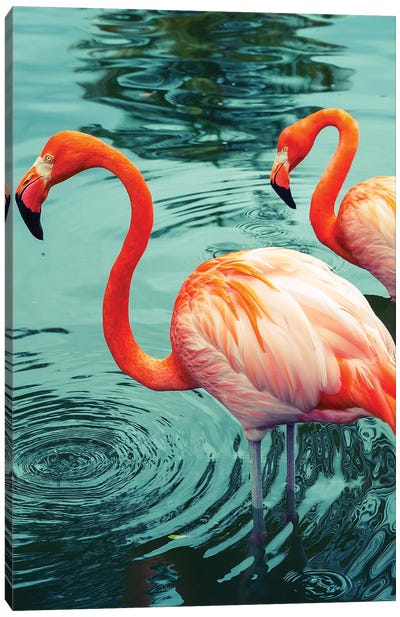 Flamingo Canvas Art Print - Sunsets & The Sea
