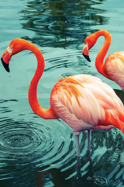 Flamingos: Flamingo by Honeymoon Hotel