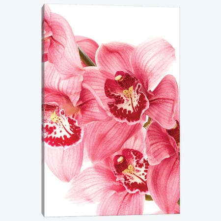 Floral Canvas Print #HON90} by Honeymoon Hotel Canvas Print