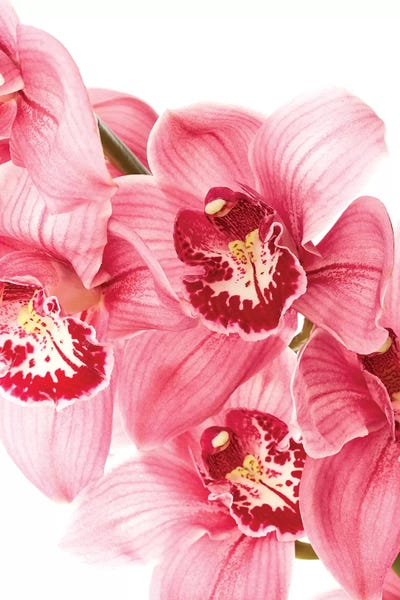 Honeymoon Hotel: Floral by Honeymoon Hotel