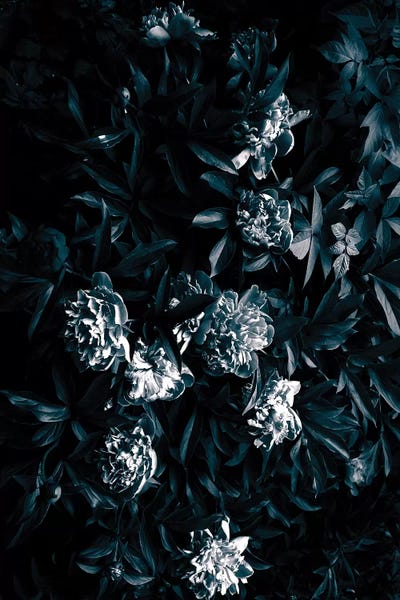 Goth Art: Florals After Dark by Honeymoon Hotel