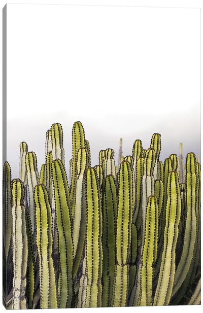 Forever Green Canvas Art Print - Cactus Art