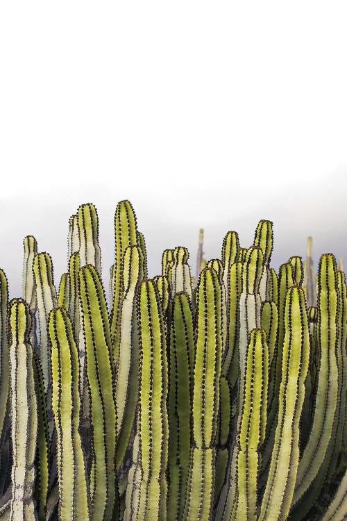 Forever Green by Honeymoon Hotel wall art