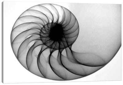 Nautilus Canvas Art Print - Macro Photography
