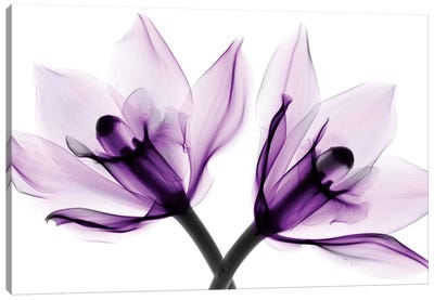 Orchids I Canvas Art Print - Pantone Ultra Violet 2018