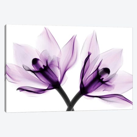 Orchids I Canvas Print #HPH11} by Hong Pham Canvas Artwork