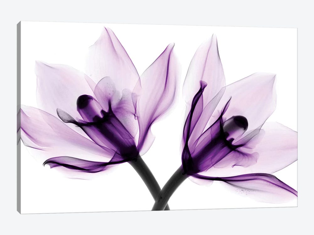 Orchids I by Hong Pham 1-piece Canvas Art Print