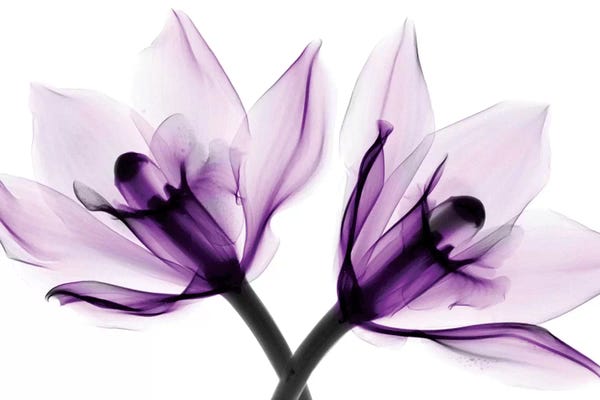 Orchids: Orchids I by Hong Pham